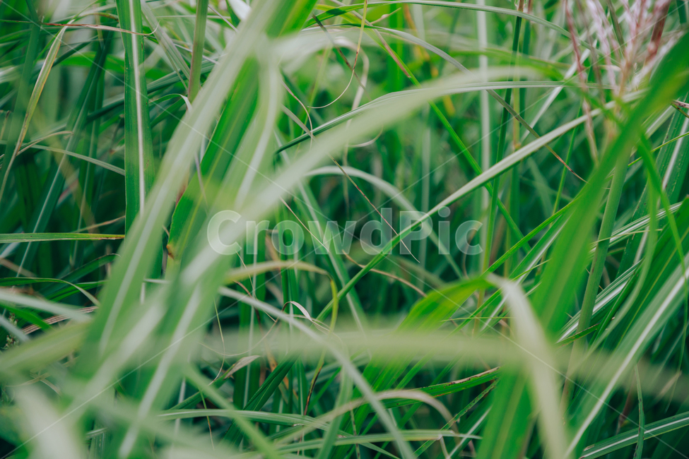 갈대,가을,식물,자연,초록,억새,식물,자연,plants,nature
