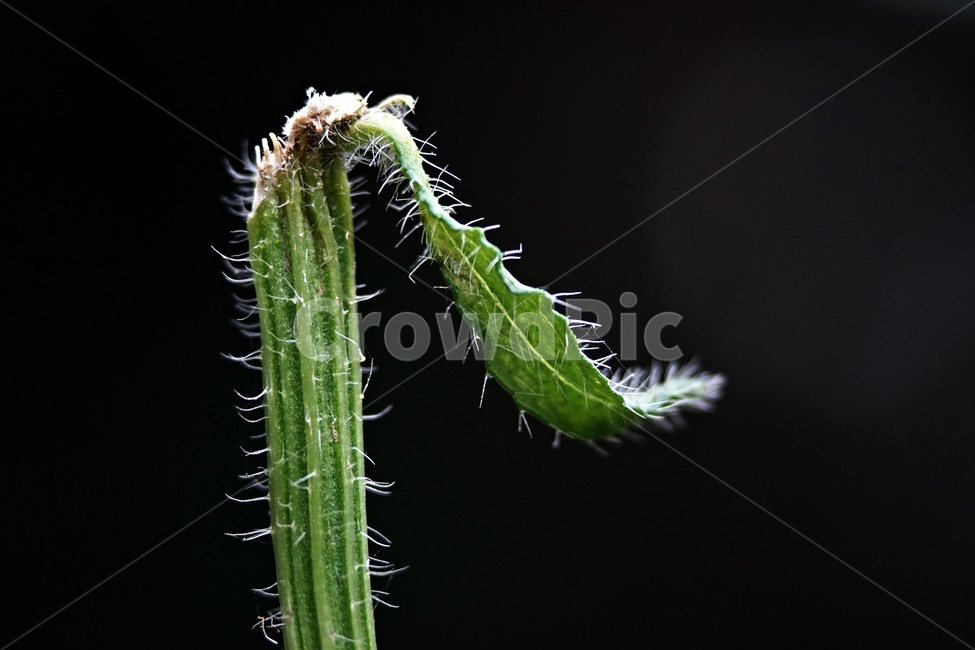 솜털,휘어짐,접사사진,매크로,식물,자연,nature,plants,macro,closeup,macrophoto,bended,식물,자연,plants,nature