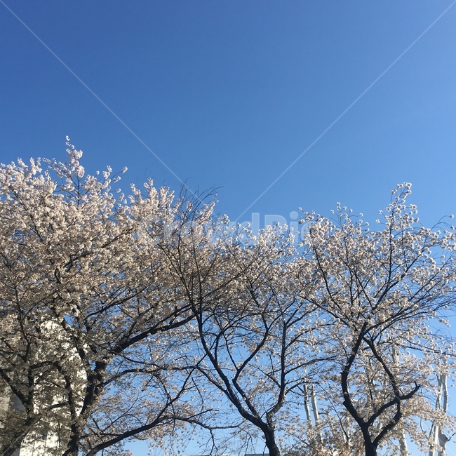 봄,벚꽃,꽃나무,벚나무,꽃
