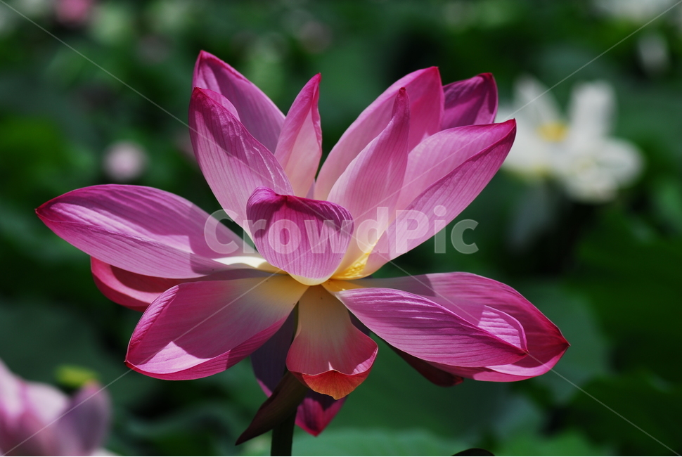 꽃,연꽃,궁남지,불교,여름,식물,자연,plants,nature,꽃,flower