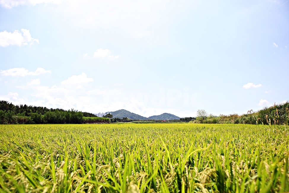 벼,곡식,쌀,논,농업,농사,들,자연,풍경,하늘,구름,자연,풍경,nature,landscape,field,outdoors,옥외,grassland,목초지