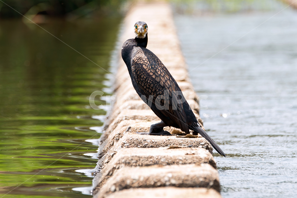 가마우지,민물가마우지,새,철새,자연,생태,생태계,동물,야생동물,조류,cormorant,greatcormorant,animal,bird,waterfowl,동물,animal,조류,새,birds