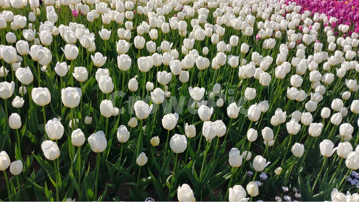 flower,튤립,tulip,분홍,흰꽃,식물,plants,꽃,flowers,spring,5월꽃,5월의꽃,봄,식물,자연,plants,nature,꽃,flower