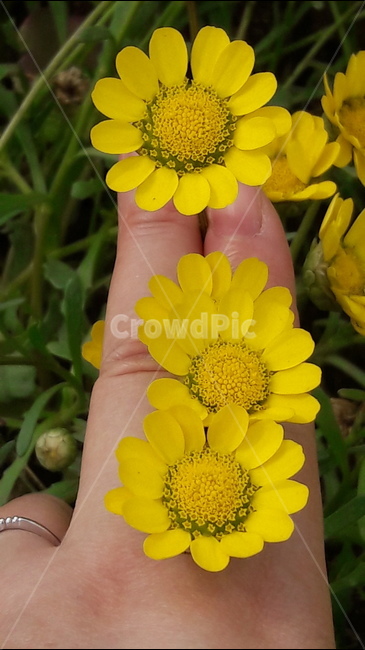 구리유채꽃축제,크리산세멈,멀티콜엘로우,손,가락,식물,자연,plants,nature,꽃,flower,사람,인물,인간,human,person,신체일부,몸,body