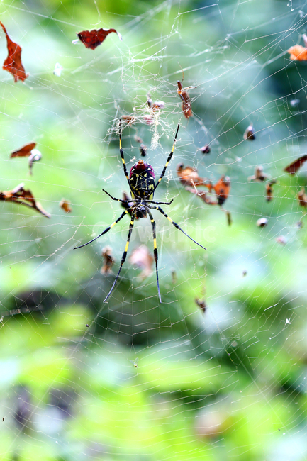 승학산,자연,나무,거미,초록,거미줄,동물,animal,곤충,벌레,insect,bug