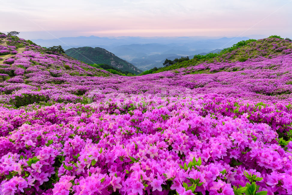 황매산,경남관광,합천군,산청군,철쭉제,봄,분홍물결,산상화원,자연,풍경,nature,landscape,plant,식물