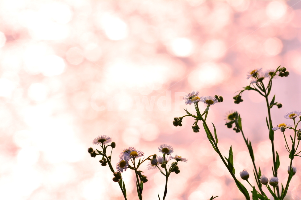감성,개망초,노을,보케,빛망울,계란꽃,석양,해질무렵,sunset,riverside,flowers,pink,핑크색,아름다운,강변,강물,물,water,분홍색,햇빛,반사,명멸,그리움,feeling,emotion,sensible,landscape,야외,풍경,식물,야생화,들꽃,국화과,파스텔톤,분위기,느낌,식물,자연,plants,nature,꽃,flower,휴식,힐링,rest,relaxation,healing