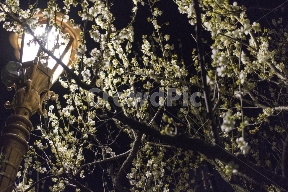 꽃,야경,감성,가로등,나무,자연,풍경,nature,landscape,blossom,cherry blossom,벚꽃,plant,식물,flower