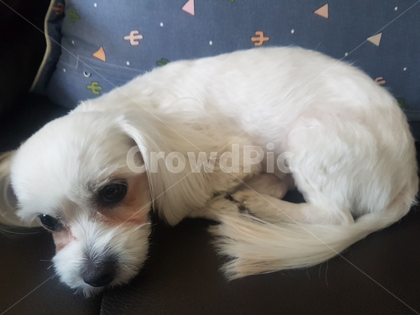 강아지,개,말티즈,애견,반려견,동물,animal,포유류,mammal,개,강아지,dog,doggy