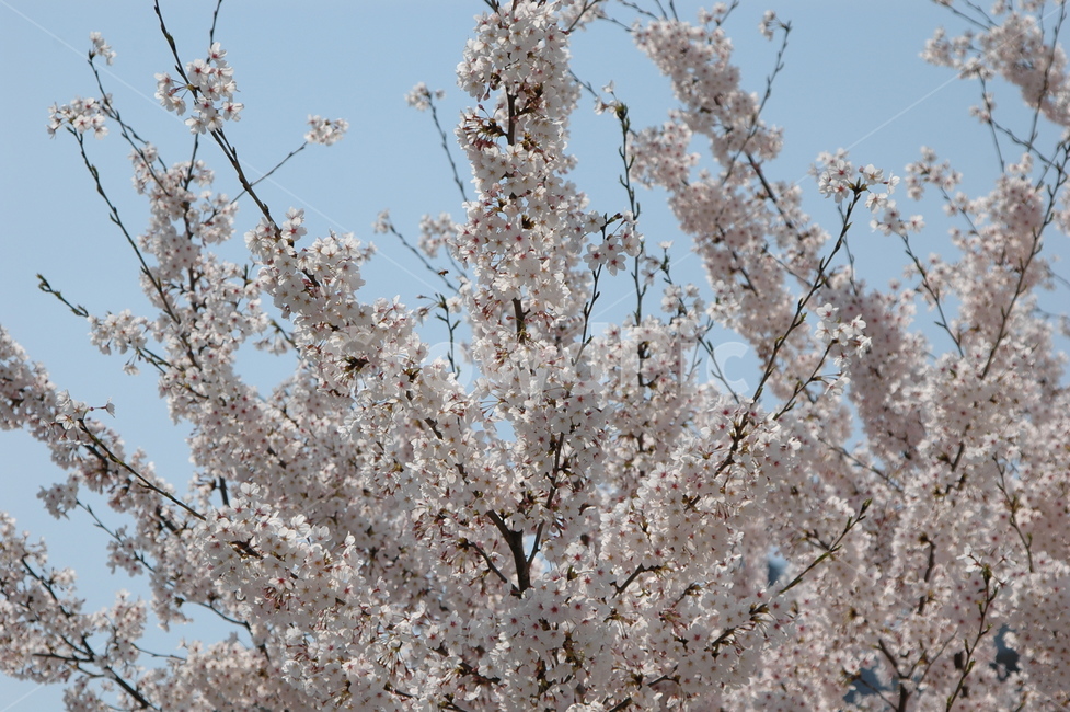 벚꽃,벚꽃나무,벚꽃축제,봄,왕벚꽃나무,봄,계절,spring,season,plant,식물,blossom,꽃,flower