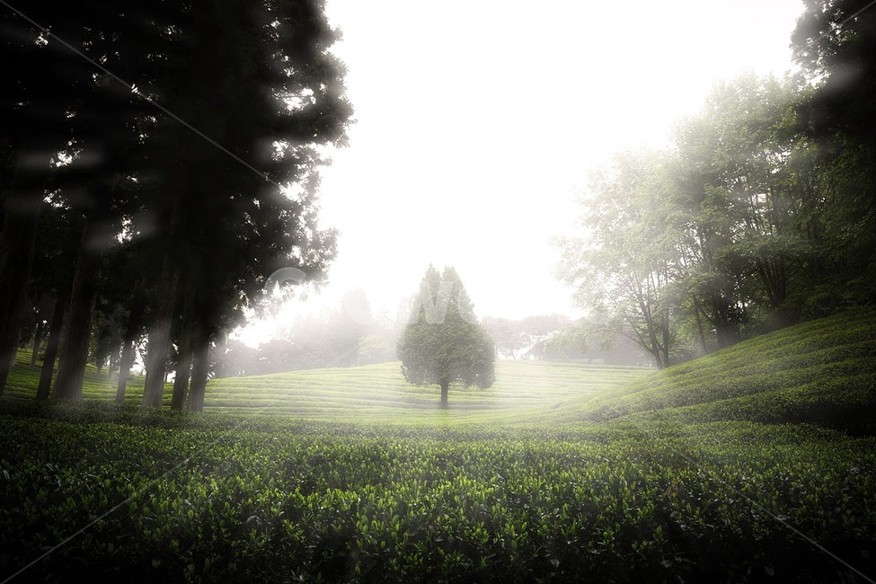 빛내림,녹차밭,보성녹차,녹차밭일출,녹차,초록잎,차,자연,풍경,nature,landscape,한국자연풍경,한국자연경관,korea nature landscape,weather,날씨,outdoors,옥외