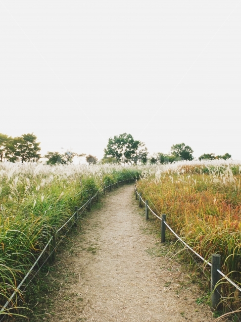억새,억새길,갈대,가을,가을길,힐링,가을느낌,길,추억,자연,풍경,nature,landscape,가을,계절,fall,autumn,season