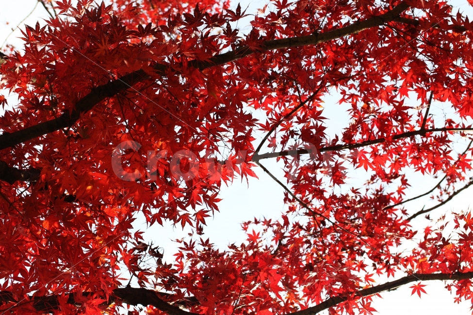 단풍,가을,가을단풍,풍경,가을풍경,가을배경,가을,계절,fall,autumn,season,식물,자연,plants,nature,나무,trees,wood,leaf,잎,plant,tree,maple
