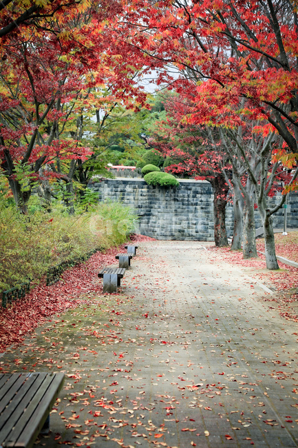 tree,나무,식물,plant,단풍,가을,계절,fall,autumn,season,자연,풍경,nature,landscape