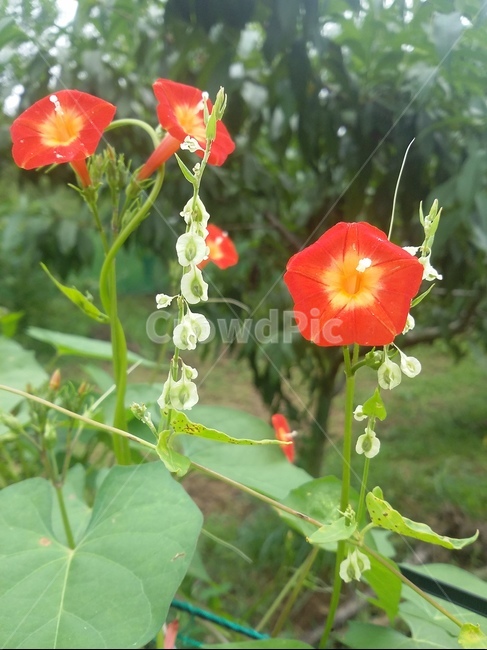 꽃,들꽃,식물,자연,flower,natuer,plant,식물,자연,plants,nature,꽃,flower