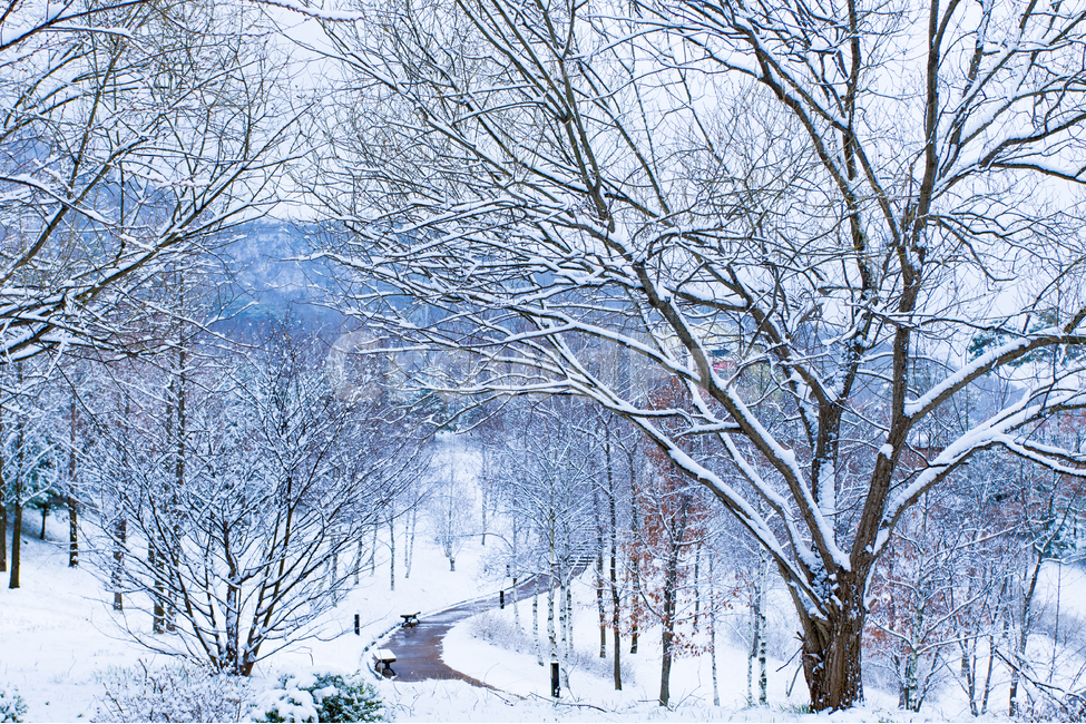봄,눈,자연,힐링,소나무,캠프,겨울,계절,winter,season,자연,풍경,nature,landscape,outdoors,옥외,snow,storm,폭풍,blizzard,눈보라