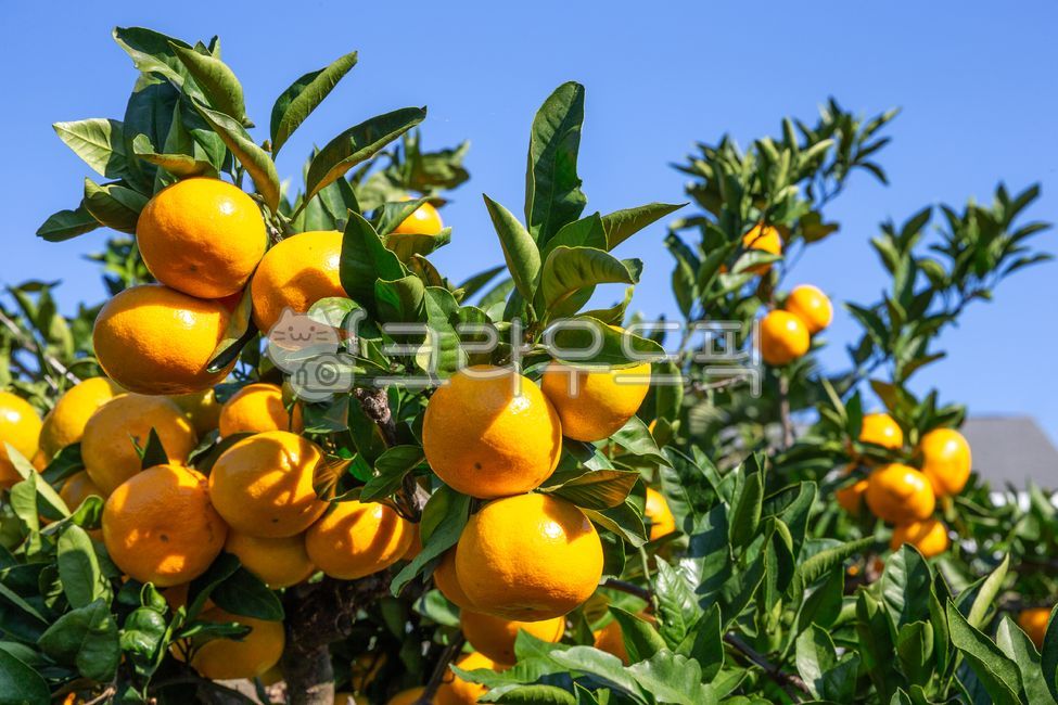 귤,감귤,귤나무,나무,하늘,감귤류,과일,기념품,나뭇가지,농업,사람없음,성정,식물,실외,유기농,음식,잎,잘익음,제주도,서귀포,쥬시,특산물,신선함,과수원,자연,풍경,특산품
