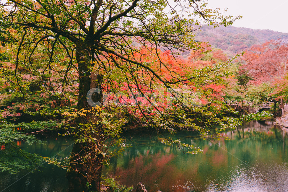 풍경,배경,가을,단풍,등산,전라도,내장산,background,scenery,autumn,maple,mountain,계절,fal,lseason,자연,nature,landscape,한국자연풍경,한국자연경관,koreanaturelandscape,한국전통,한국문화,koreantraditional,koreanculture,사람들,대중,군중,other,people,crowd,물들다,반영,백암사,오색,명소,배경화면,가을,계절,fall,autumn,season,자연,풍경,nature,landscape,감성,sensible,feeling,leaf,잎,plant,식물,tree,나무