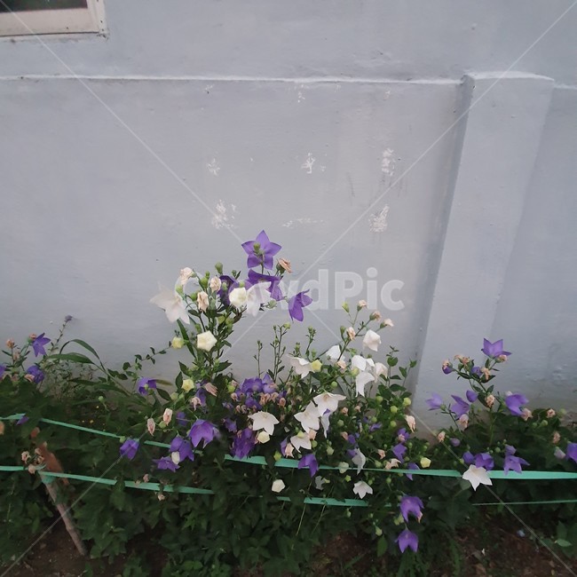 꽃,flower,보라꽃,하얀꽃,감성,풍경