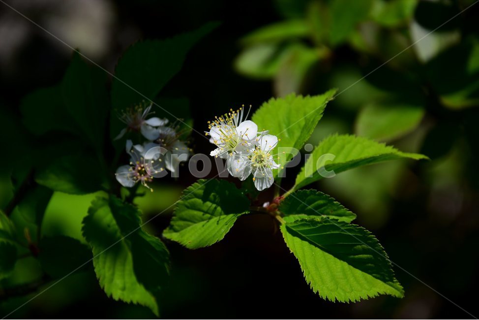 산개벚지나무,야생화,꽃,식물,자연,생태,플라워,flower,plants,nature,식물,자연,plants,nature,꽃,flower