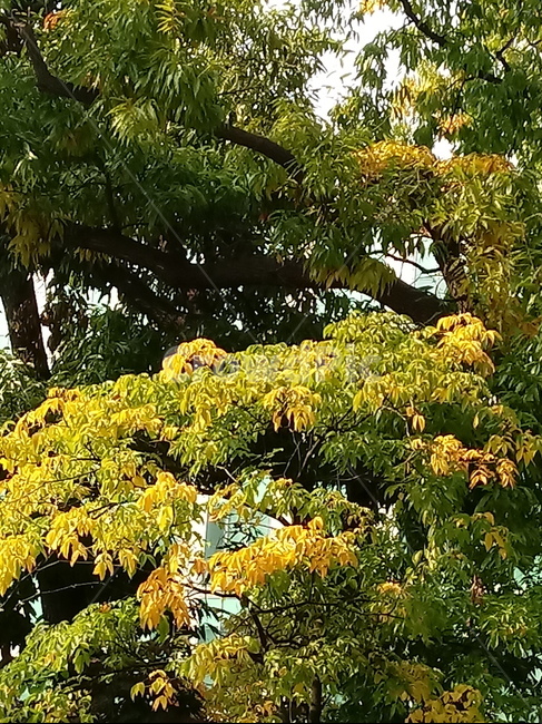 가을,단풍,낙엽,maple,plant,식물,단풍나무,단풍잎,leaf,잎,tree,나무,계절,fallautumnseason,가을단풍,자연,풍경,경치,가을,계절,fall,autumn,season,식물,자연,plants,nature,나무,trees,wood