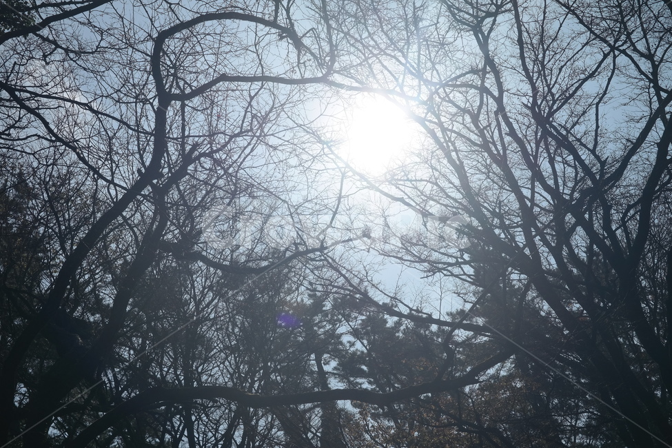 숲,나무,풀,햇빛,자연,나무들,숲길,산,그린,초록색,날씨,빛,자연,풍경,nature,landscape,식물,plants,나무,trees,wood,flare,플레어,light,weather,outdoors,옥외