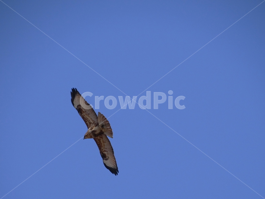말똥가리,buzzard,맹금,날개,무늬,하늘,활강,새,파란,갈색,거뭇,활짝,핀,맹금류,조류,맹금조류,사냥,우리나라,대한민국,국내,철새,수리과,동물,animal,조류,새,birds