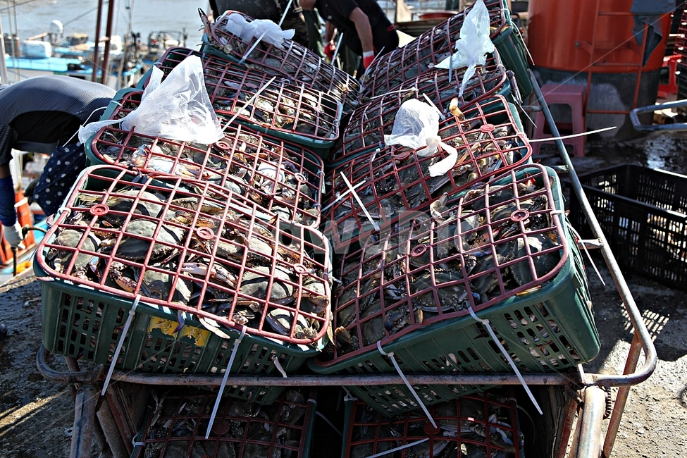 꽃게,게,먹거리,음식,요리,식재료,광주리,각우,수산물,해산물,fishery products,seafood,어업,fishery,fishing industry