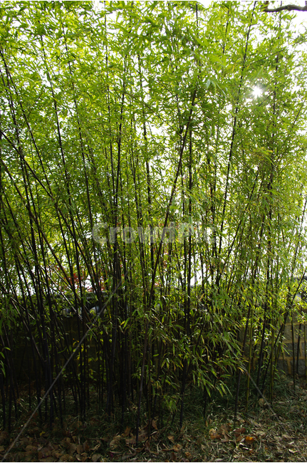 대나무,오죽,식물,plants,nature,나무,tree,담장,식물,자연,plants,nature,나무,trees,wood
