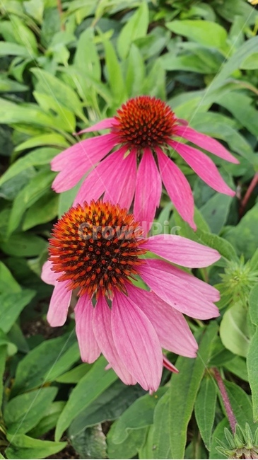 plant,식물,blossom,꽃잎,flower,꽃,petal,식물,자연,plants,nature,꽃,flower