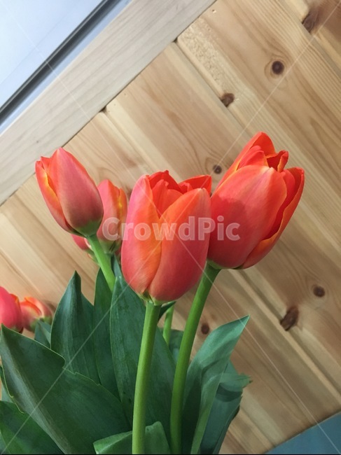 plant,식물,flower,blossom,튤립,tulip,꽃,flower