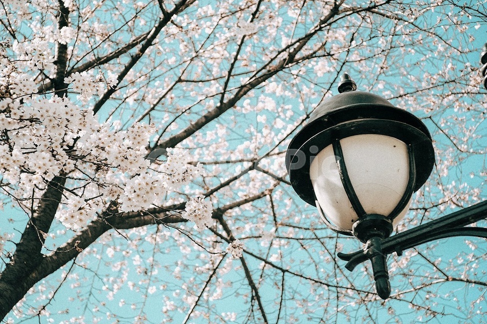 봄,꽃,벚꽃,식물,자연,spring,flower,cherryblossom,plant,nature,봄,계절,spring,season,감성,sensible,feeling