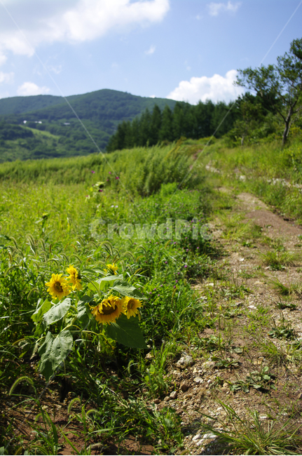 구름,길,하늘,풍경,plant,nature,자연,식물,들,해바라기,자연,풍경,nature,landscape,식물,plants,꽃,flower