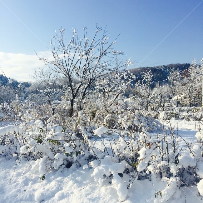 눈,겨울,자연,snow,폭설