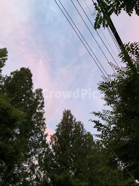 tree,나무,plant,식물,전나무,숲,하늘,식물,자연,plants,nature,나무,trees,wood