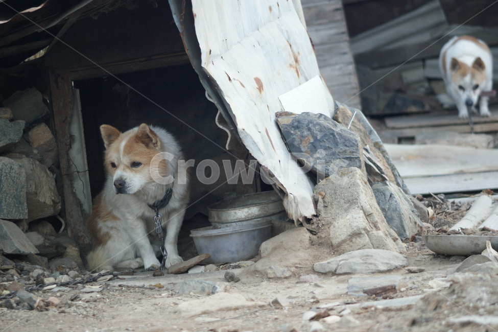 시골집,강아지,개집,시골,농촌,동물,animal,포유류,mammal,개,강아지,dog,doggy