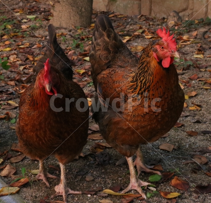 동물,닭,나뭇잎,가을,벼슬,흙,자연,근접,동물,animal,조류,새,birds