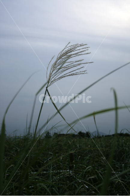 억새,식물,plants,nature,하늘,고독,식물,자연,plants,nature