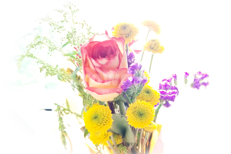 꽃,졸업식,빛,과다노출,과노출,flower,overexpose,overexposed