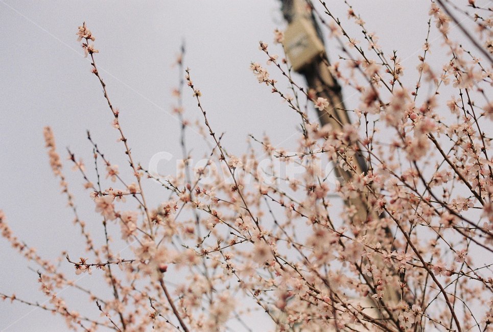 봄,꽃,벚꽃,자연,필름,아날로그,film,analog,flower,spring,nature,풍경,감성,봄,계절,spring,season,식물,자연,plants,nature,꽃,flower,plant,grass,잔디