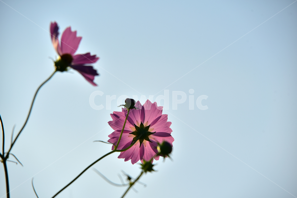 코스모스,코스모스꽃,꽃,가을,가을꽃,꽃받침,하늘,식물,국화과,꽃잎,cosmos,flower,fall,autumn,plant,blossom,flowercup,petal,식물,자연,plants,nature,꽃,flower