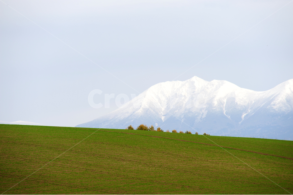 일본,홋카이도,비에이,가을,겨울,눈,초원,배경화면,자연,풍경,nature,landscape,해외,외국,세계,foreign,oversea,world,세계자연풍경,해외자연풍경,외국자연풍경,world nature landscape,outdoors,옥외,mountain range,산맥,mountain,산,field,들,grassland,목초지,grass,잔디,plant,식물