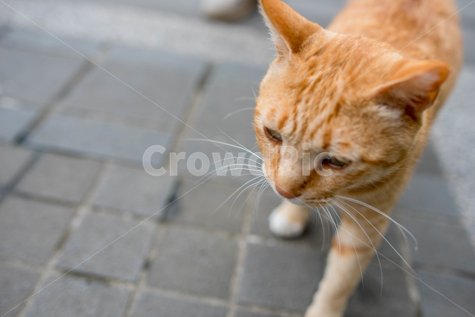 고양이,야옹이,냥이,야옹,cat,근접,클로즈업,동물,animal,포유류,mammal,고양이,cat,kitten,kitty