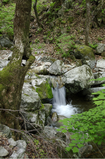 계곡,산,숲,나무,식물,자연,풍경,nature,landscape,water,물,outdoors,옥외,river,강