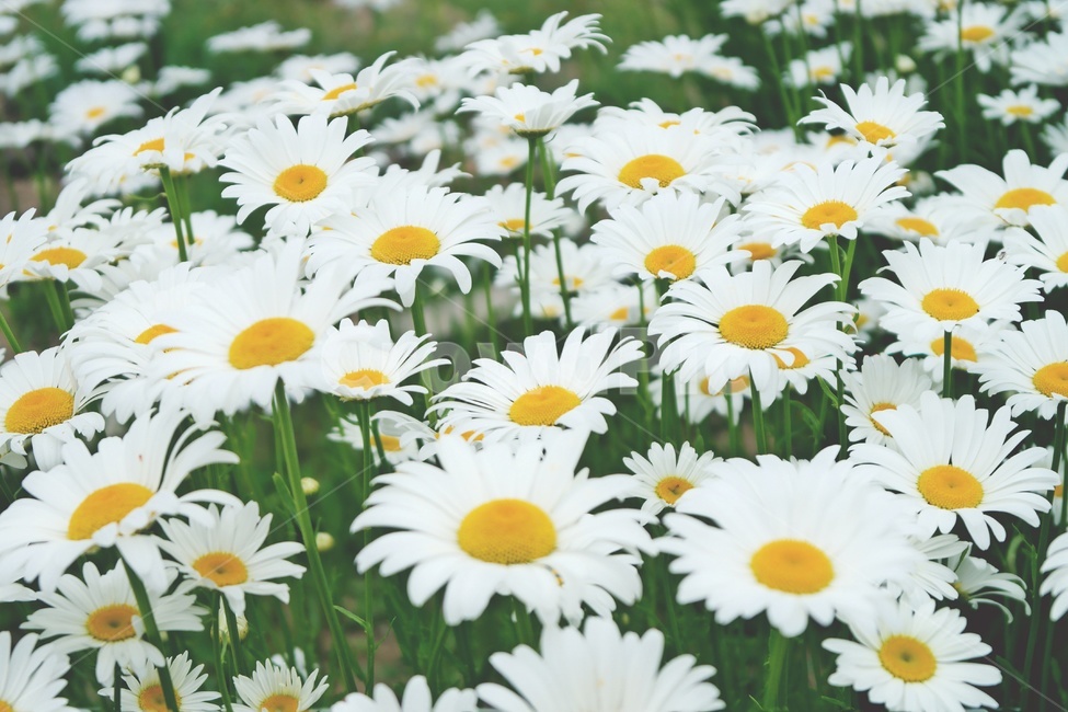 마가렛,마거리트,꽃,marguerite,감성,white,yellow,blossom,flower,꽃밭,자연,식물,plant,만개,국화과,식물,자연,plants,nature,꽃,flower