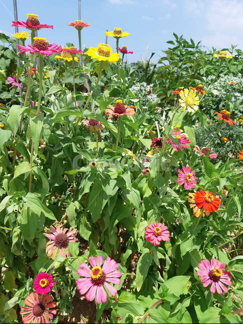 백일홍,꽃,식물,자연,flower,여름꽃,가을꽃,정원,garden,green,초록색,녹색