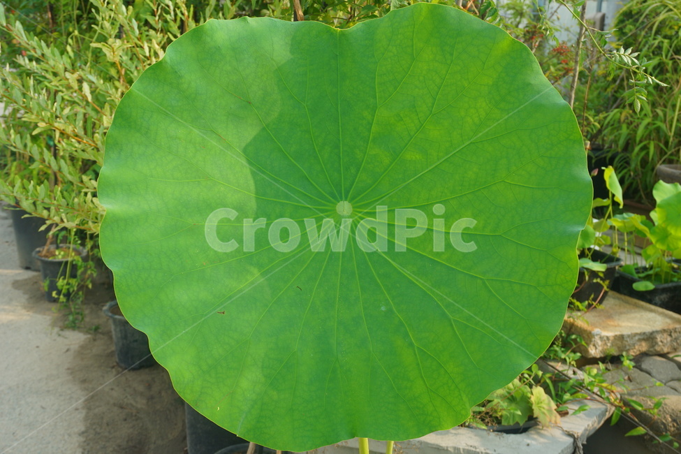 식물,자연,연,잎,연꽃잎,연잎,초록,plants,nature,lotus,leaf,flower,green