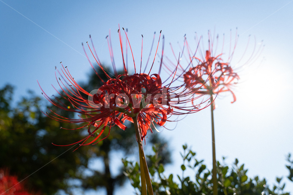 plant,식물,자연,힐링,들꽃,상사화