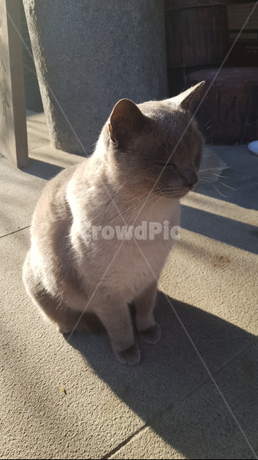 nose,cats paw,whisker,gray cat,paw,eyes,ears,white,mammal,cat,animal,pet