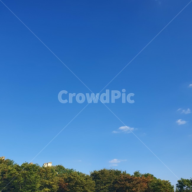 자연,nature,outdoors,sky,하늘,나무,tree,bluesky,파란하늘,푸른하늘